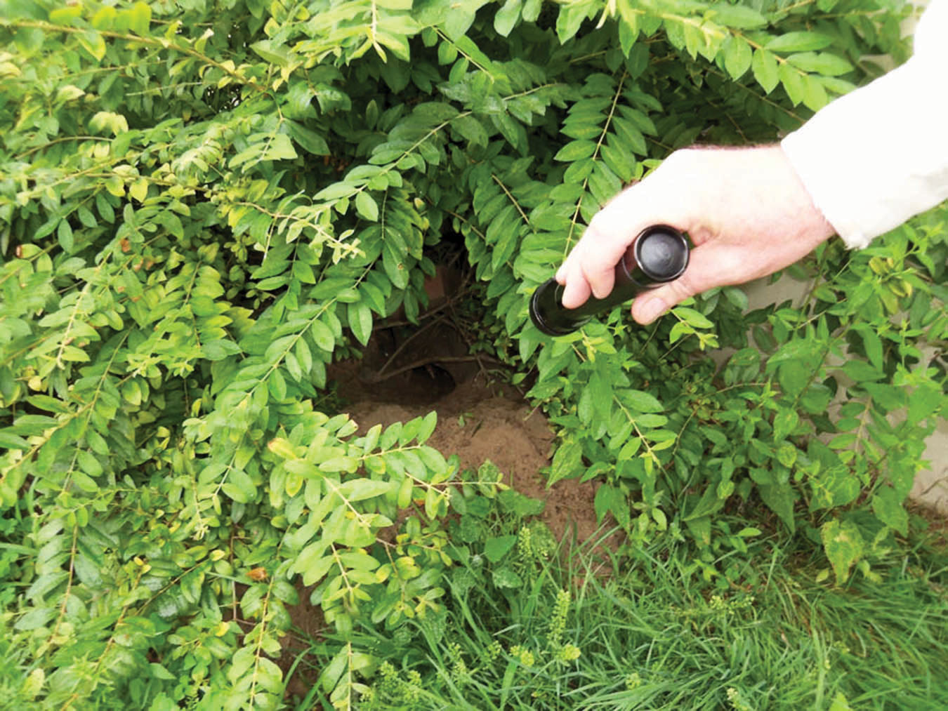 image of burrow hole