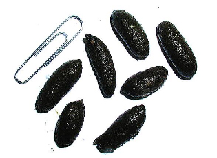 image of rodent droppings